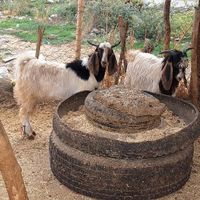 گوسفند زنده و بزغاله(قصابی دامداری*)|حیوانات مزرعه|کرمانشاه, |دیوار