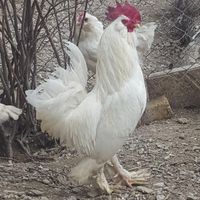 تخم مرغ مرندی سفید و چیل|حیوانات مزرعه|اراک, |دیوار