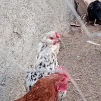 تخم نطفه دار نژاد دار|حیوانات مزرعه|قوچان, |دیوار