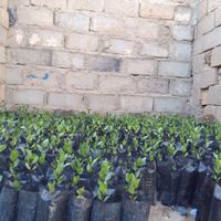 قیمت ‌|گل و گیاه طبیعی|قاسم‌آباد (خواف), |دیوار