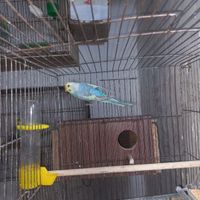 مرغ عشق رینبو ماده ۱ ساله|پرنده|بابل, |دیوار