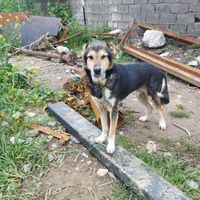 سگ گرگی|سگ|علی‌آباد کتول, |دیوار