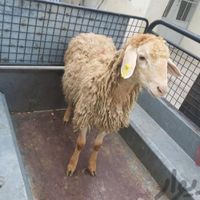 گوسفند زنده 100%100سالم باپلاک بهداشتی درب منزل|حیوانات مزرعه|تهران, سبلان|دیوار