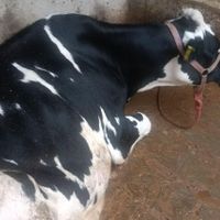 گاو ماده و گوساله هلشیان|حیوانات مزرعه|گرگان, |دیوار