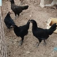 مرغ شهری پا سیاه|حیوانات مزرعه|درگهان, |دیوار