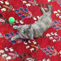 گربه ماده اسکاتیش بلو کرم کمیاب آماده جفتگیری|گربه|تهران, افسریه|دیوار