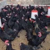 مرغ و خروس سیاه بدون پر رنگی سفید برا کشتن چشم زخم|حیوانات مزرعه|مشهد, صیاد شیرازی|دیوار