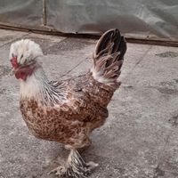 مرغ خروس ابریشمی|حیوانات مزرعه|گلوگاه, |دیوار