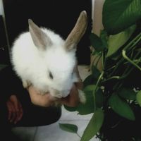 دوعدد خرگوش سفید|موش و خرگوش|کرج, گوهردشت|دیوار