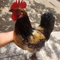 مرغ و خروس جوان مینیاتوری پا پر ریش دار|حیوانات مزرعه|رودسر, |دیوار