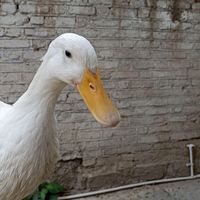 یک عدد اردک نر و یک عدد اردک ماده تخم گذار|حیوانات مزرعه|مشهد, امام خمینی|دیوار