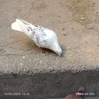 کبوتر ۲کت نر|پرنده|تهران, کوثر|دیوار