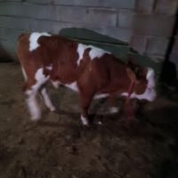 فروش گوساله های جنس|حیوانات مزرعه|گلستان, |دیوار