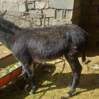 خر**|حیوانات مزرعه|اسدآباد, |دیوار
