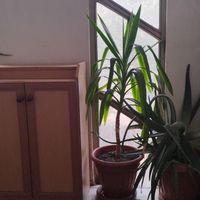 یوکا و آلوورا|گل و گیاه طبیعی|گرمدره, |دیوار
