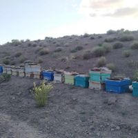 فروش کندو زنبور عسل .۱۰قاب فول.قیمت|خدمات باغبانی و درختکاری|یزد, |دیوار