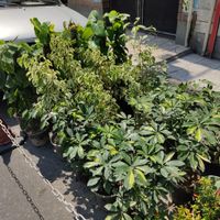 انواع گل‌‌ گیاه طبیعی وآپارتمانی پتوس شفرا بنجامین|گل و گیاه طبیعی|تهران, ابوذر (منطقه ۱۵)|دیوار