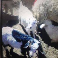 بخاطری مادرشون گرگ خورده ب فروش میرسن|حیوانات مزرعه|رفسنجان, |دیوار