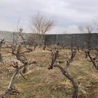 باغ و باغچه/۴۲۰متر/سندتک برگ|فروش زمین و ملک کلنگی|تهران, شهرک ولیعصر|دیوار