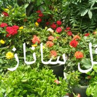 خدمات.باغبانی گلکاری سمپاشی هرسکاری|خدمات باغبانی و درختکاری|تهران, آرژانتین|دیوار