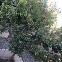 باغچه چهار دیواری۲۰۰متری شهریار بکه|فروش خانه و ویلا|تهران, نازی‌آباد|دیوار