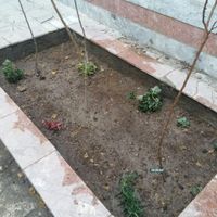 انجام کلیه امورات باغبانی و سمپاشی|خدمات باغبانی و درختکاری|مشهد, حسین‌آباد|دیوار