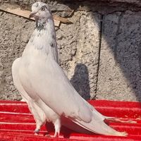 کبوتر ماده|پرنده|رشت, امام حسین|دیوار