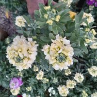 فروش انواع گلهای فصلی و شب بو|گل و گیاه طبیعی|اصفهان, آزادان|دیوار