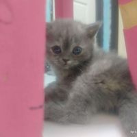 گربه اسکاتیش بلو انفولد|گربه|تهران, پیروزی|دیوار