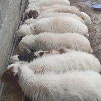 گوسفند زنده سفارش تلفنی و حضوری در جایگاه معتبر|حیوانات مزرعه|تهران, استخر|دیوار