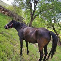 مادین ۴ ساله|اسب و تجهیزات اسب سواری|مریوان, |دیوار