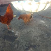 خروس و مرغ|حیوانات مزرعه|ایلام, |دیوار
