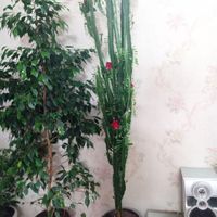 کاکتوس طبیعی|گل و گیاه طبیعی|اردبیل, |دیوار