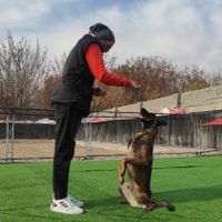 مربی سگ/تربیت سگ/آموزش سگ/ رفع ناهنجاری سگ|خدمات آموزشی|شهرکرد, |دیوار