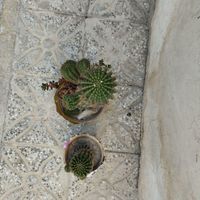 کاکتوس ۷ ساله|گل و گیاه طبیعی|شهرکرد, |دیوار