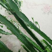 کاکتوس طبیعی|گل و گیاه طبیعی|اردبیل, |دیوار