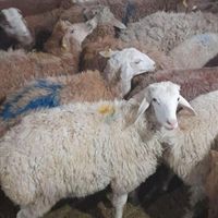 گوسفند قوچ شیشک بره نر چاق زنده ۱۰۰٪ ارگانیکی|حیوانات مزرعه|تهران, شهرک شهید باقری|دیوار