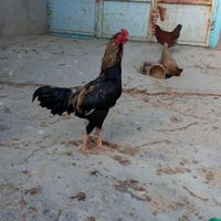 خروس جوان ده ماهه|حیوانات مزرعه|اسدآباد, |دیوار