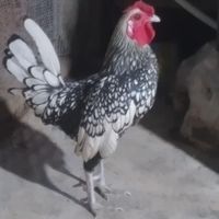 مرغ و خروس سبرایت|حیوانات مزرعه|قشم, |دیوار