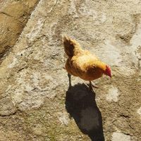 مرغ محلی|حیوانات مزرعه|اسدآباد, |دیوار