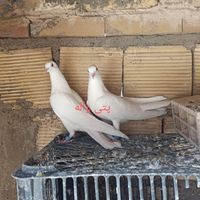 پتی وآله پرشی|پرنده|اصفهان, سودان زینبیه|دیوار