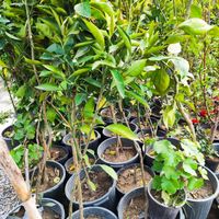پرتغال خونی و مرکبات|خدمات باغبانی و درختکاری|فلاورجان, |دیوار