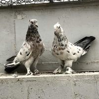 10 جفت کبوتر پرشی دستچین شده|پرنده|لواسان, |دیوار