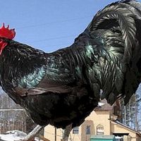 خروس و مرغ سیاه مشکی و سفید محلی برای خون و قربانی|حیوانات مزرعه|مشهد, صیاد شیرازی|دیوار