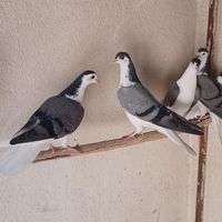کبوتر دمگیر|پرنده|اصفهان, آزادان|دیوار