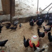 مرغ و خروس عربی اصیل|حیوانات مزرعه|اهواز, لشکرآباد|دیوار