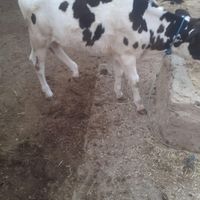گاو با گوساله ماده|حیوانات مزرعه|سوسنگرد, |دیوار