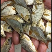بچه ماهی کپور و خوراک اکسترود|ماهی و آکواریوم|کرج, شهرک سهرابیه|دیوار
