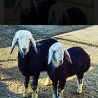 کاروانسرای افشار عرضه بره و گوسفند نر شبانه روزی|حیوانات مزرعه|تهران, یافت‌آباد|دیوار