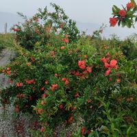نهال انار ملس|خدمات باغبانی و درختکاری|کردکوی, |دیوار